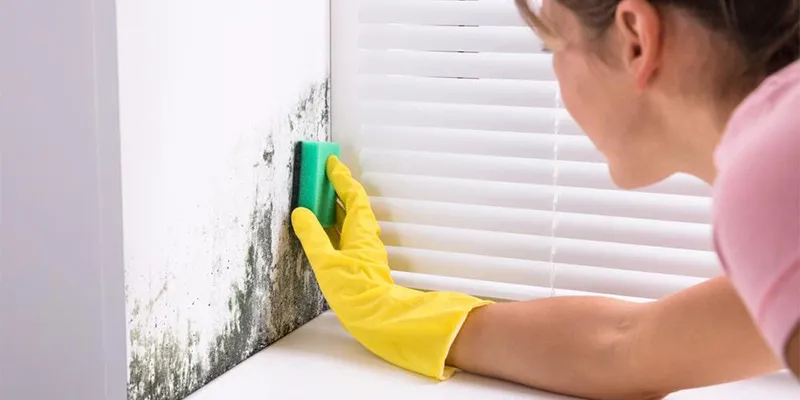 Dangers of Using Bleach to Kill Mold